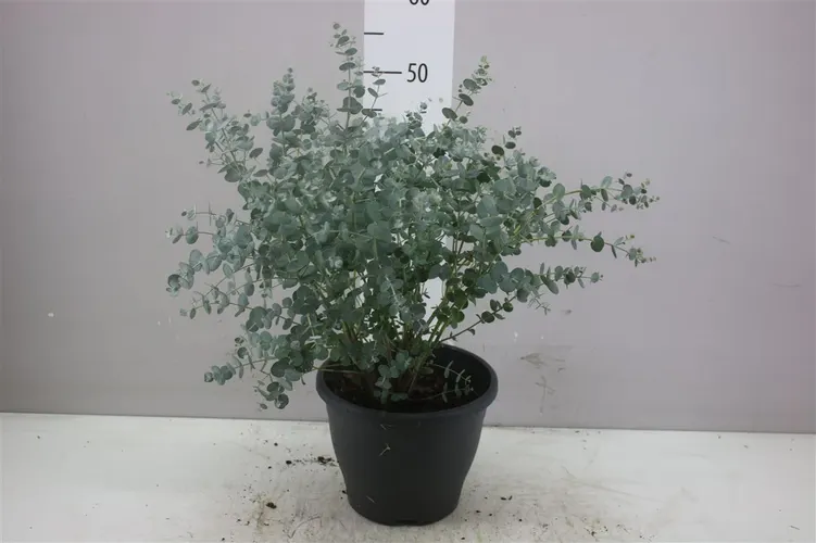 Eucalyptus Gunny Blue Ice črepník 23 cm