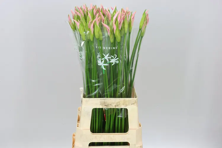 Nerine Bo Sofie 70 cm