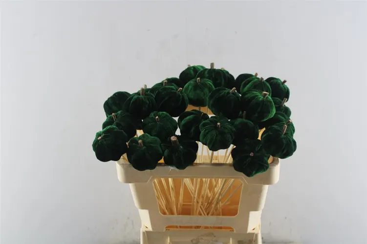 Pumpkin Green X30, sušené 50 cm