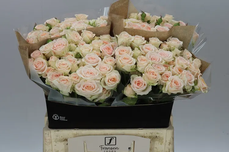 Rosa Tr Morning Star 60 cm