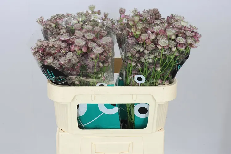 Astrantia Star Of Africa 70 cm