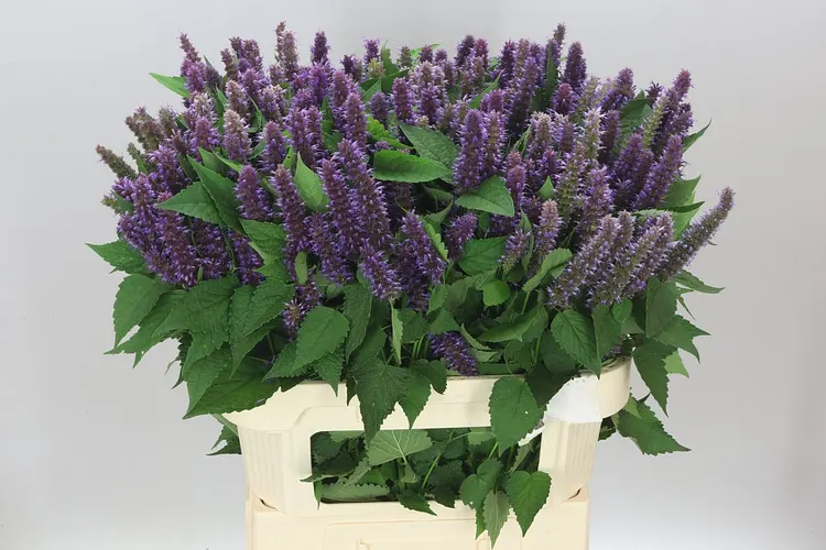 Agastache Blue 80 cm