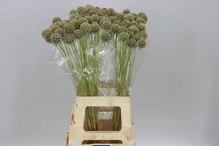 Scabiosa Stellata 70 cm