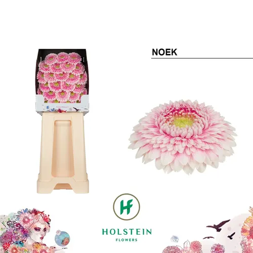 Germini Diamond P Noek 55 cm