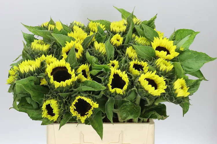 Helianthus Sunrich Light 65 cm