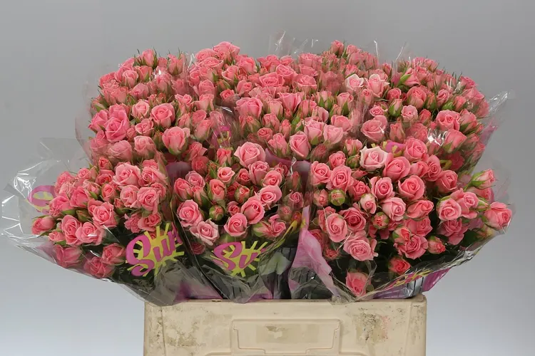 Rosa Tr Odilia 60 cm