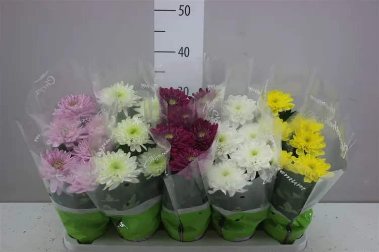 Chryzantéma črepníková Zembla mix črepník 12 cm