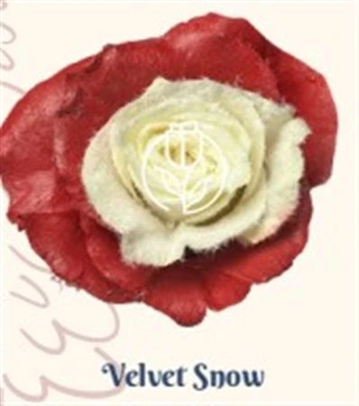 Ruža farbená Velvet Snow, Ekvádor 50 cm