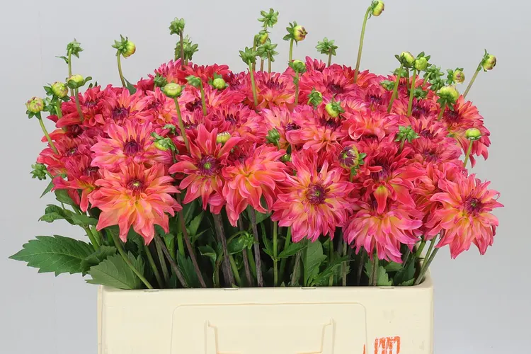 Dahlia Belfloor 55 cm