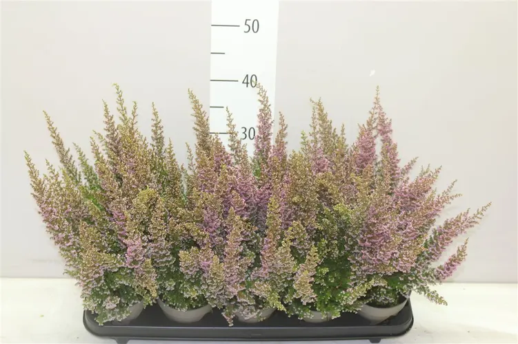 Erica Car Ann Sparkes Roze črepník 12 cm