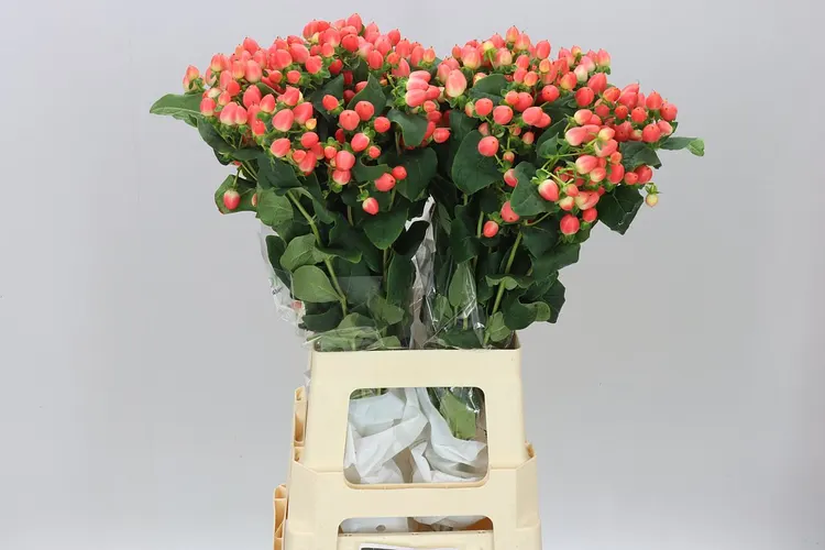 Hyperikum Royal Princess 70 cm