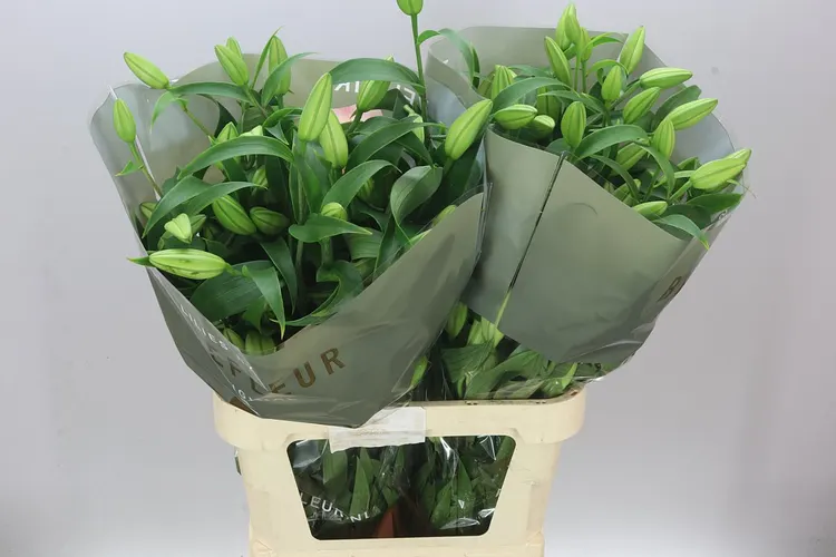 Lil Or Zelmira 95 cm