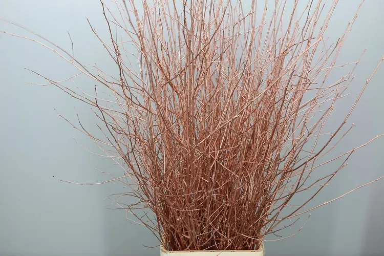 Berk Copper 120 cm
