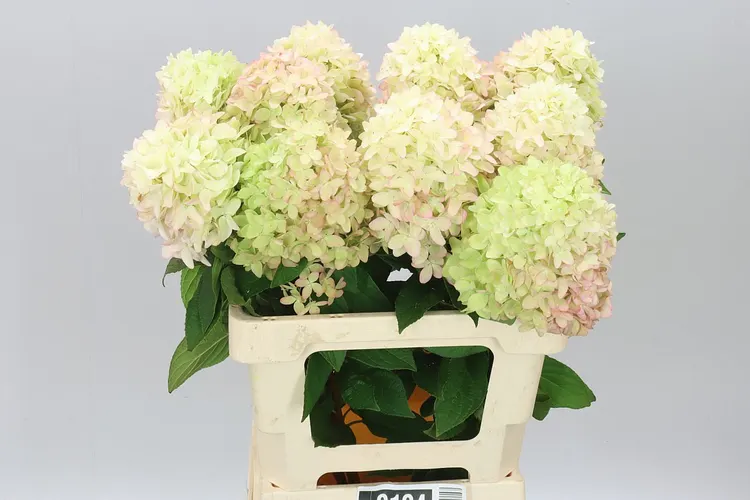 Hyd P Candle 60 cm