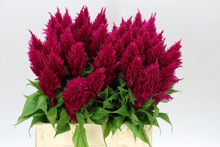Celosia P Century Purple 65 cm
