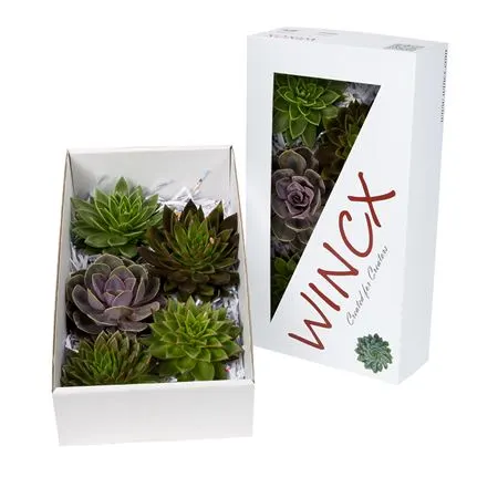 Echeveria Wincx Mix 16 cm
