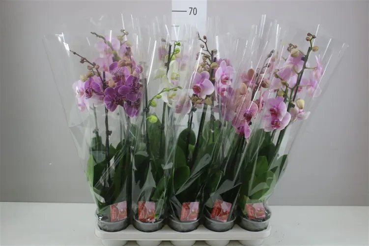 Phal Gemengd 2 Tak 16+ črepník 12 cm