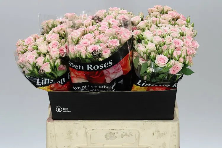 Rosa Tr Severina 60 cm