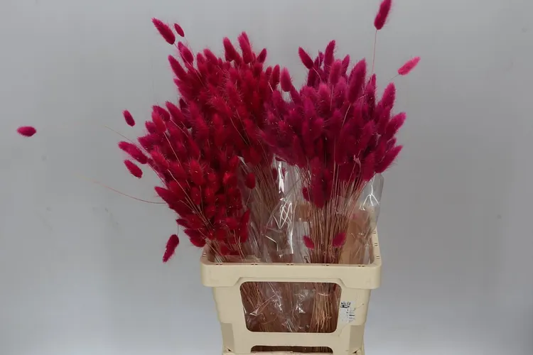 Dried Lagurus Fuxia / Cerise 65 cm