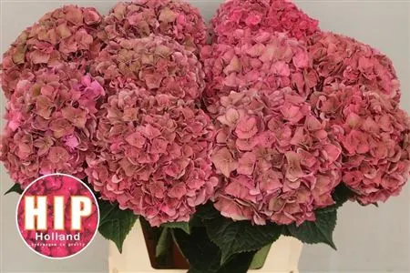 Hyd Rodeo Cerise Classic 80 cm