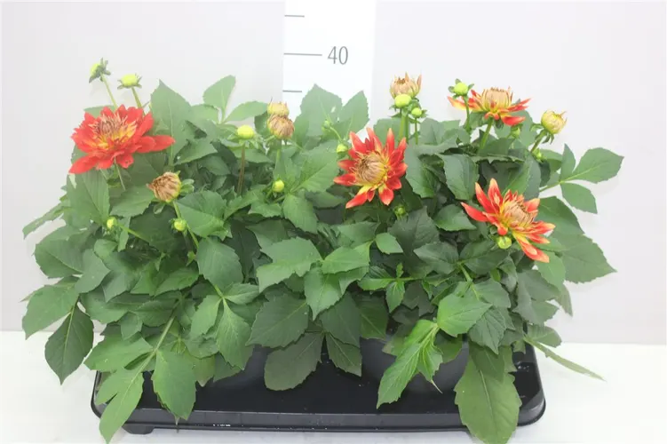 Dahlia L Magic Fun Flame črepník 23 cm