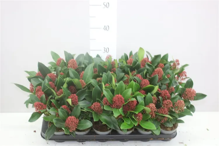 Skimmia Jap Rubella 3+ črepník 9 cm