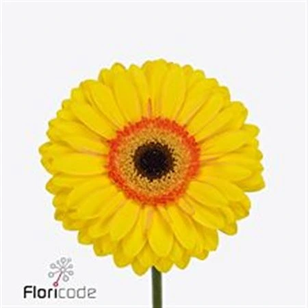 Gerbera Apollo 45 cm