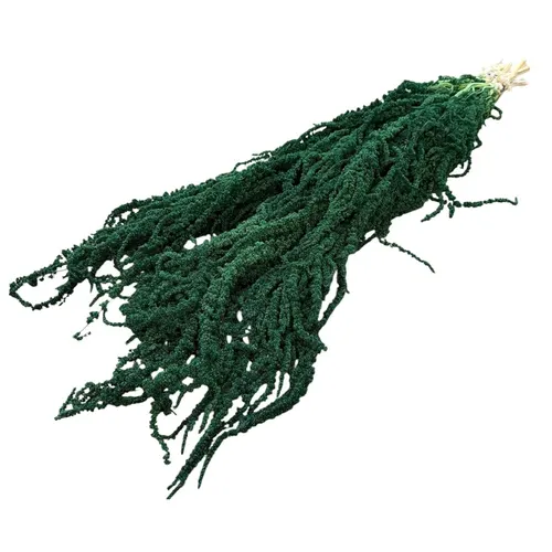 Sušený láskavec previsnutý zelený 70 cm