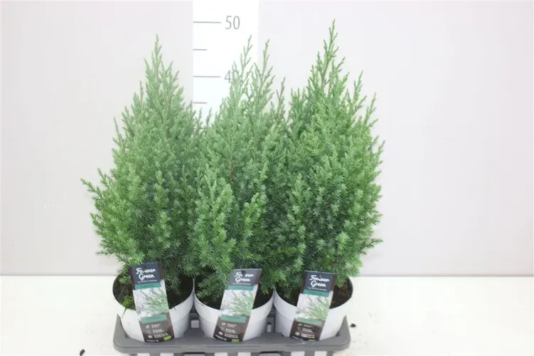 Juniperus Ch Stricta črepník 14 cm
