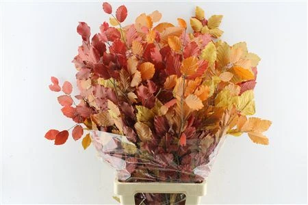 Buk Autumn 80 cm