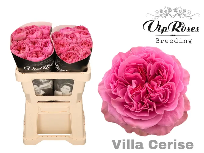 R Gr Villa Cerise 50 cm