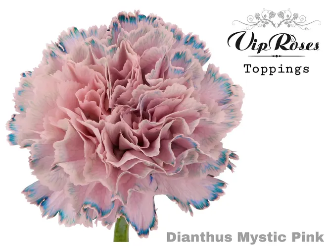 Di St Mystic Pink 60 cm