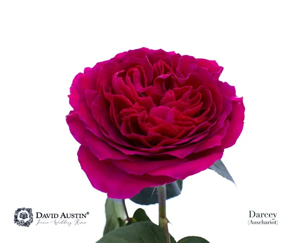 Rosa Gar Austin Darcey 50 cm