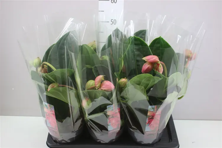 Medinilla Flamenco 3+ črepník 17 cm