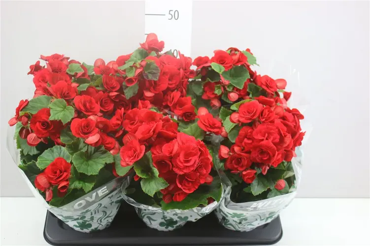Begonia Du Baladin Rijp A2 črepník 13 cm