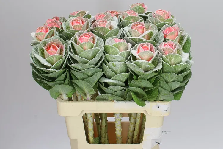 Brassica Powdered Marshmellow 60 cm