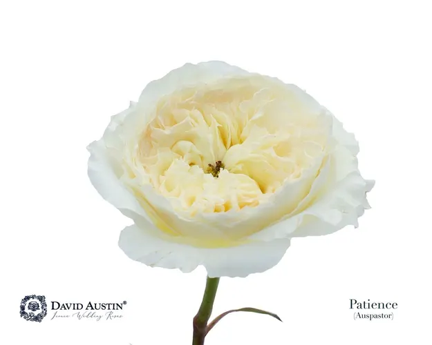 Ruža záhradná Austin Patience 50 cm