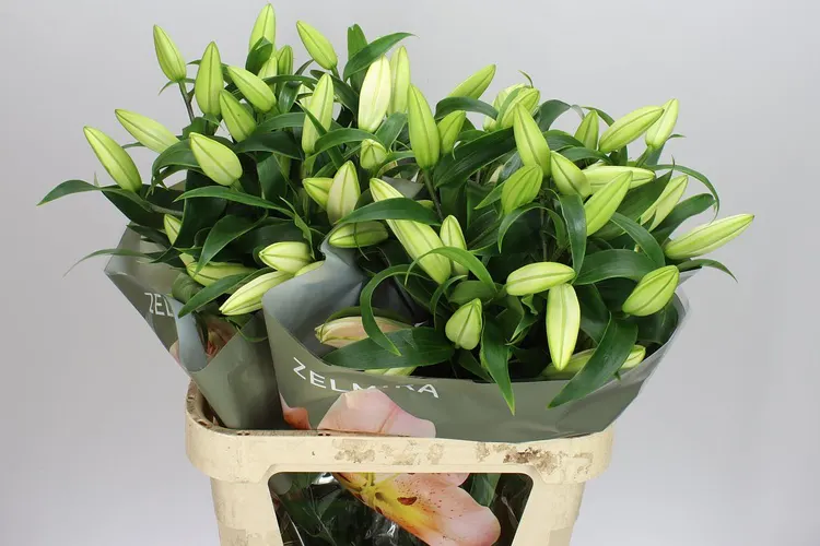 Lil Or Zelmira 95 cm