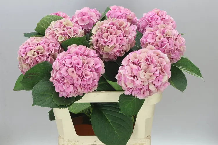 Hortenzia Heaven Classic 80 cm