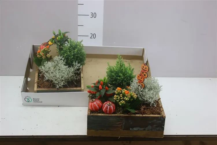 Arr Tuinplanten In Houten Bak Rechthoek črepník 25 cm