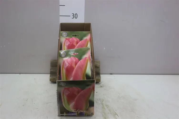 Bol Tulipa Groenland X7