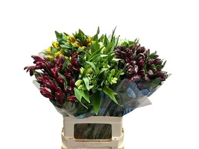 Alstr Assorted Mix 65 cm