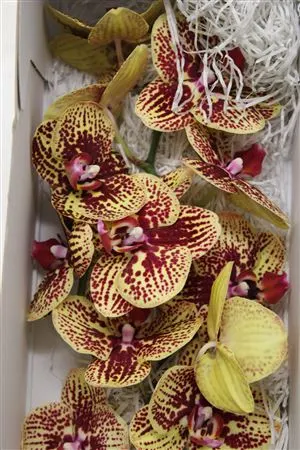 Phal Karin Aloha