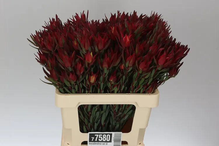 Leucadendron Blush Spray Red 60 cm