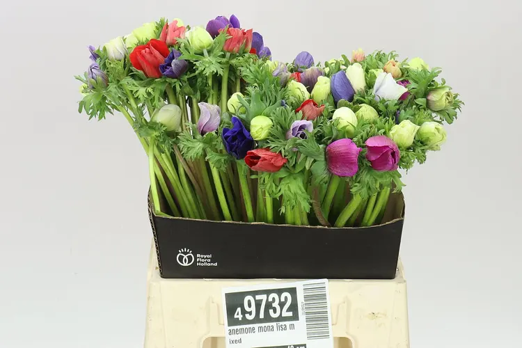 Sasanky (Anemone)