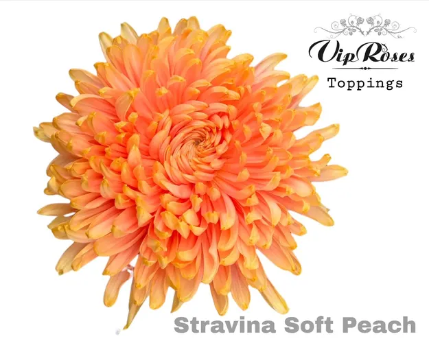Chryzantéma veľkokvetá Stravina Soft Peach 65 cm