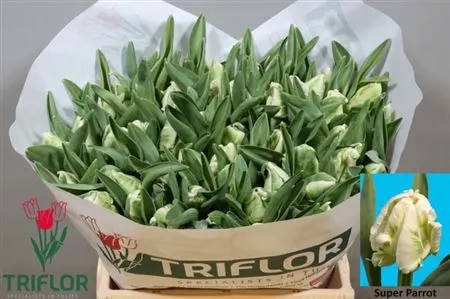Tulipa Pa Superparrot 41 cm
