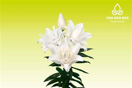 Ľalia orientálna Roselily Nadia (double) 75 cm