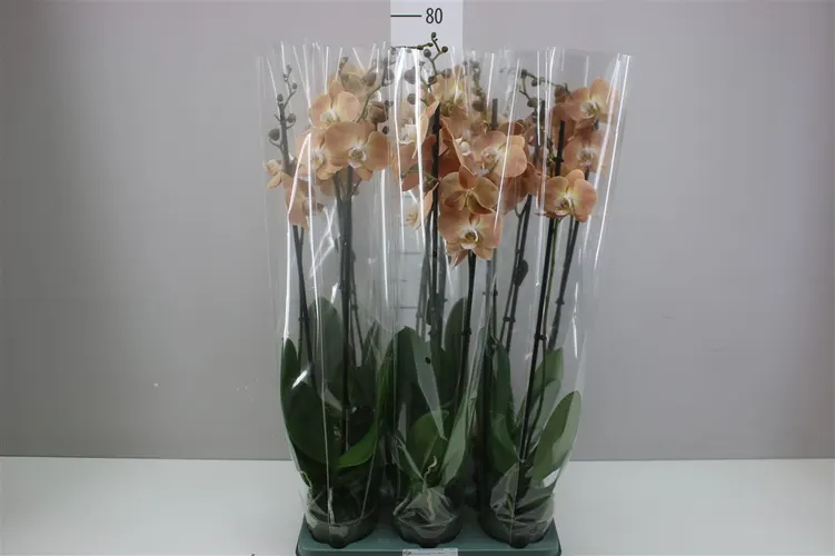 Orchidea Phalaenopsis Pumpkion, 2 výhony črepník 12 cm