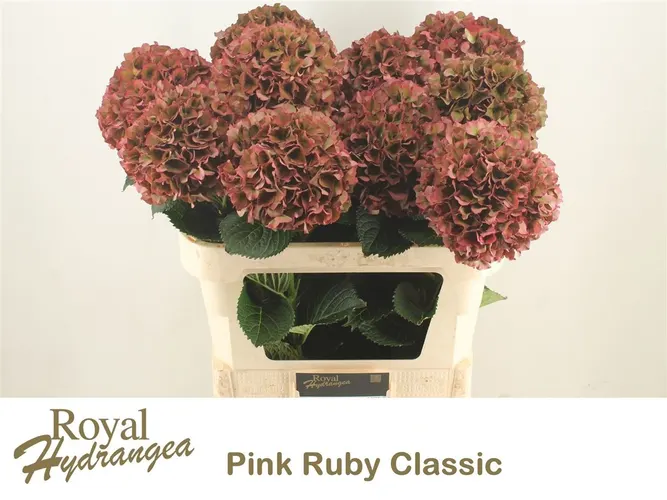 Hyd Ruby Pink Classic 80 cm